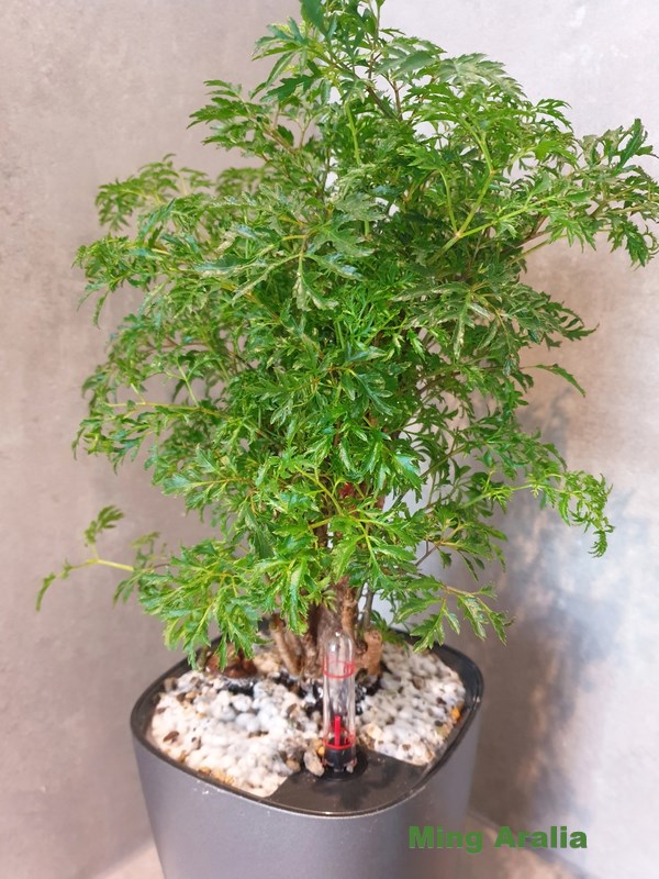 10+ Ming Aralia Secrets For Easy Growth