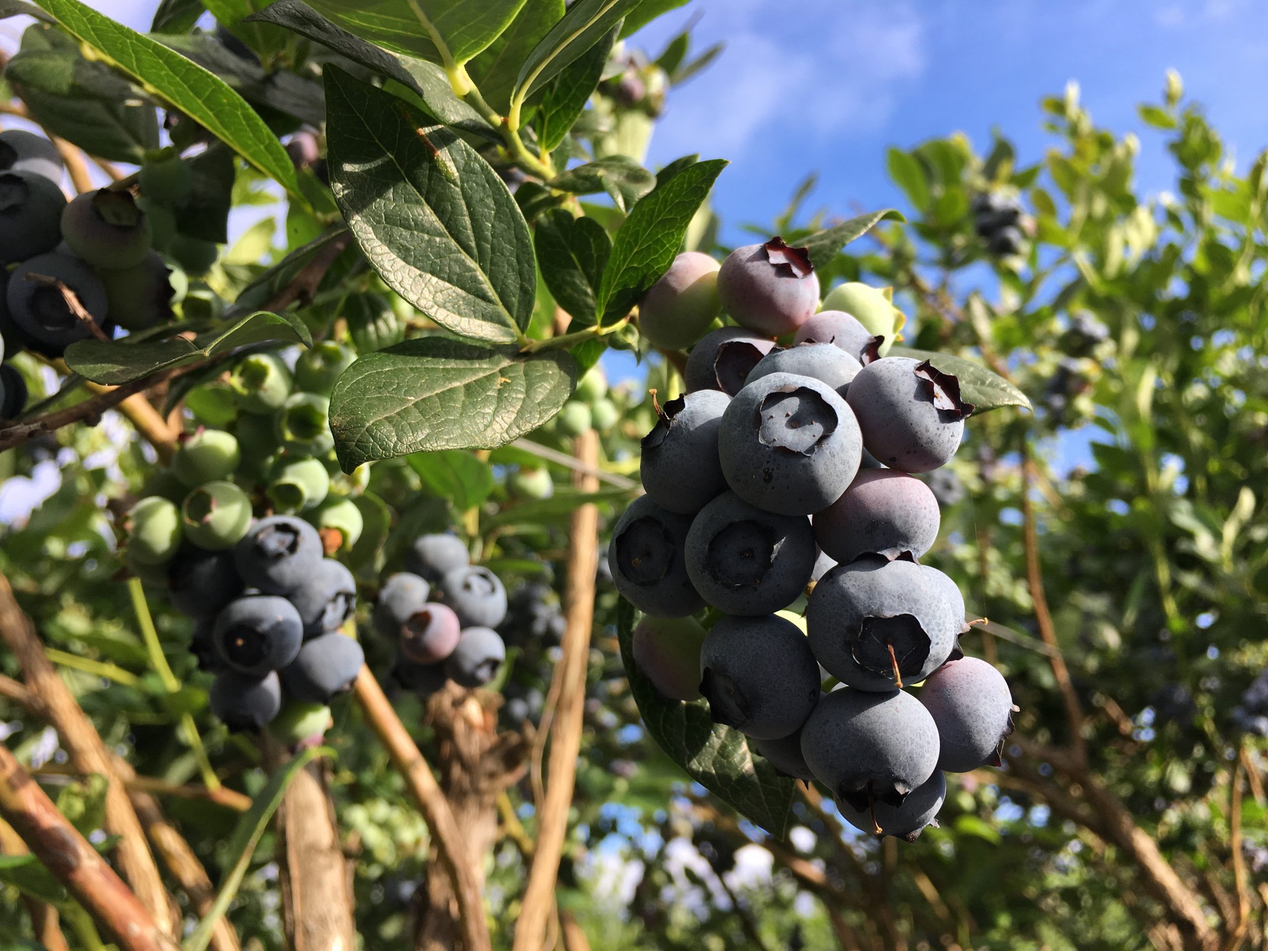 12 Blueberry Planting Tips For Huge Harvests