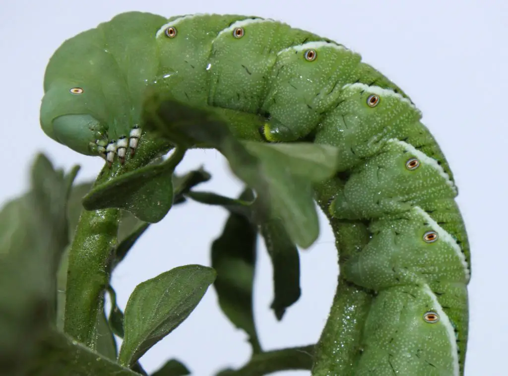 12 Horned Tomato Worm Moth Facts For Gardeners