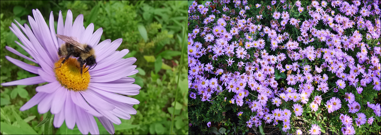 12 Purple Wildflowers Found Easily