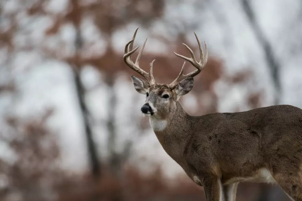 2023 Minnesota Deer Harvest Down 22% Ahead Of Muzzleloader Season