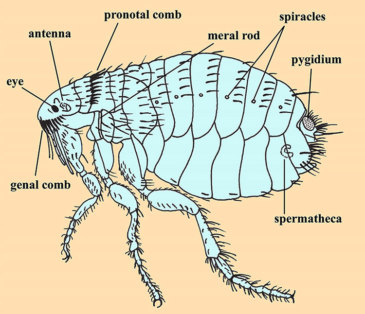 7 Flea Species To Know For Relief