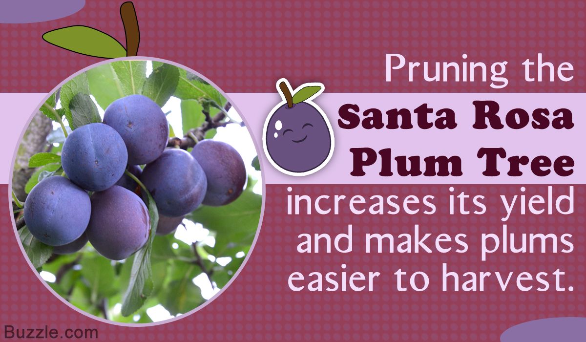 9 Santa Rosa Plum Secrets For Easier Growth