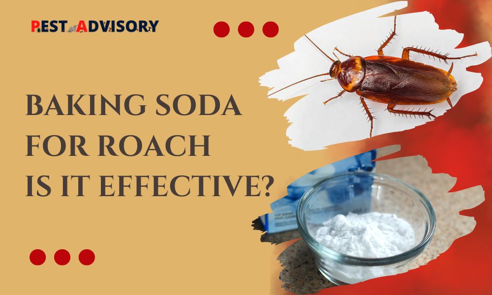 Baking Soda Roach Control: Natural Removal