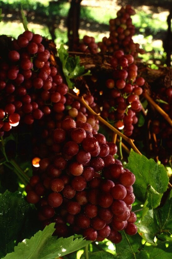 Free Picture Crimson Seedless Grapes Vine