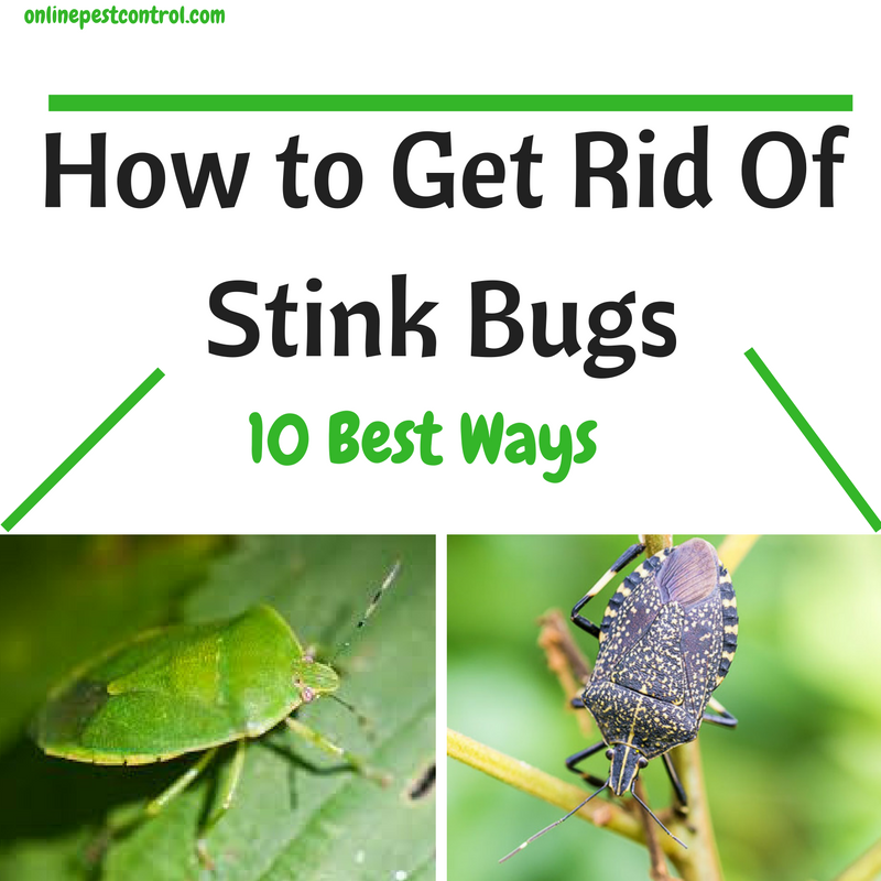 How To Get Rid Of Stink Bugs 10 Best Ways Online Pest Control