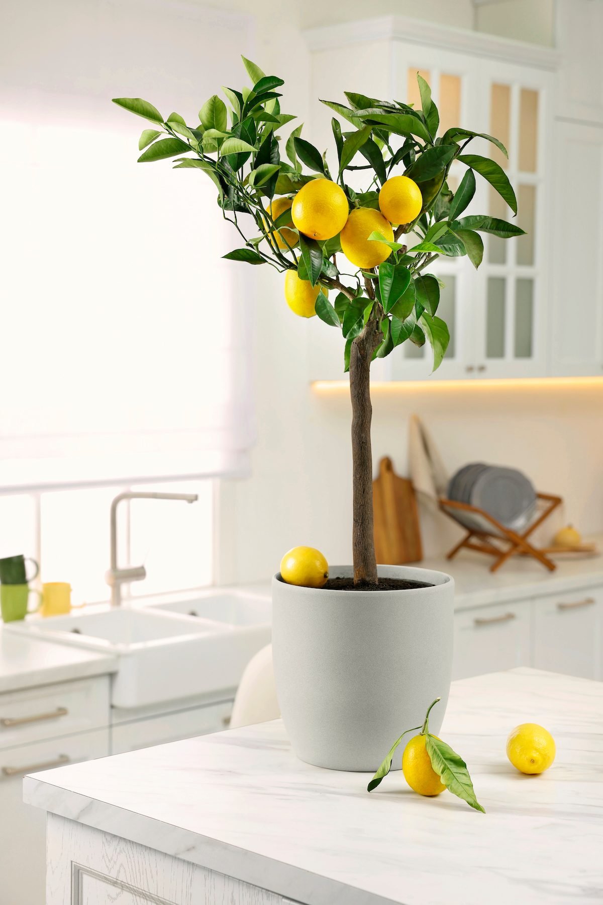 Lemon Tree Guide: Grow Fresh Fruit Yearround - Bell Museum Digital