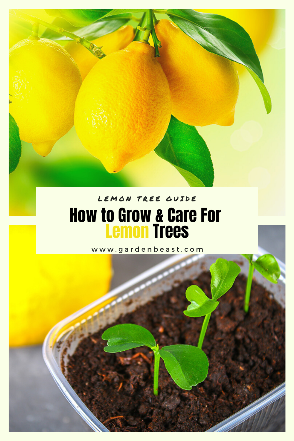 Lemon Tree Guide: Grow Fresh Fruit Yearround - Bell Museum Digital