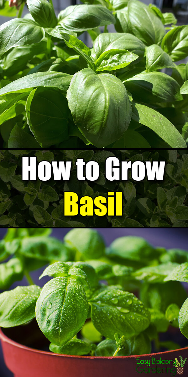 How To Grow Basil? Easy Tips