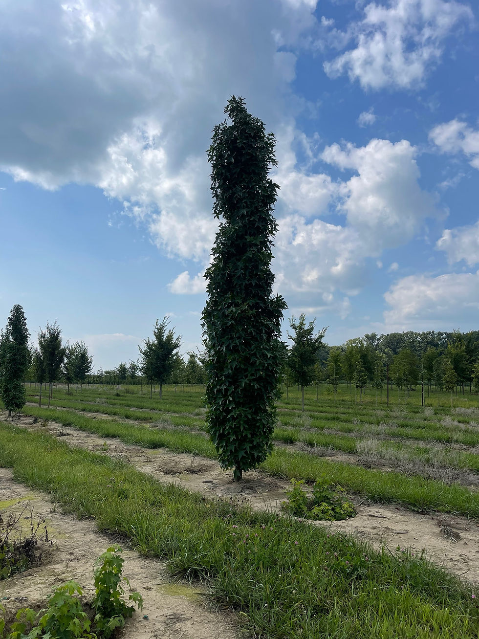 Liquidambar Styraciflua Slender Silhouette Singing Tree Gardens Nursery