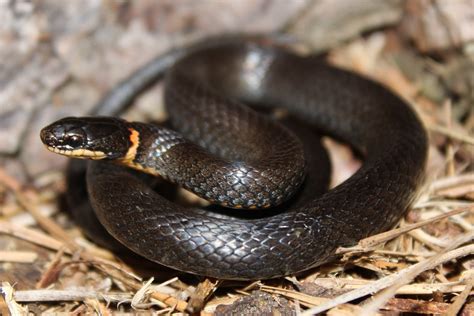 Northern Ringneck Snake: Identify And Handle Safely