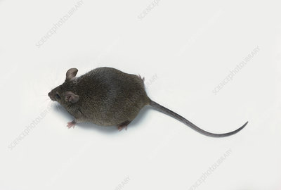 Pregnant House Mouse Stock Image C051 5889 Science Photo Library