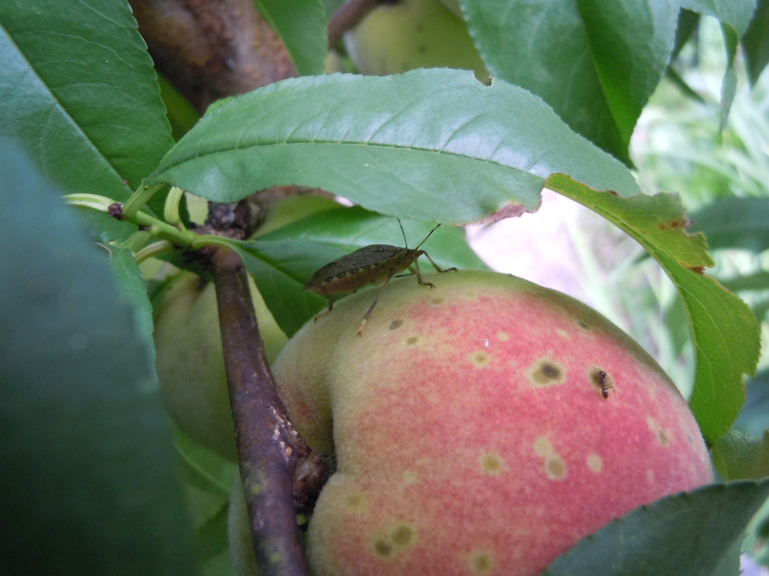 Stink Bugs On Fruit Trees Walter Reeves The Georgia Gardener