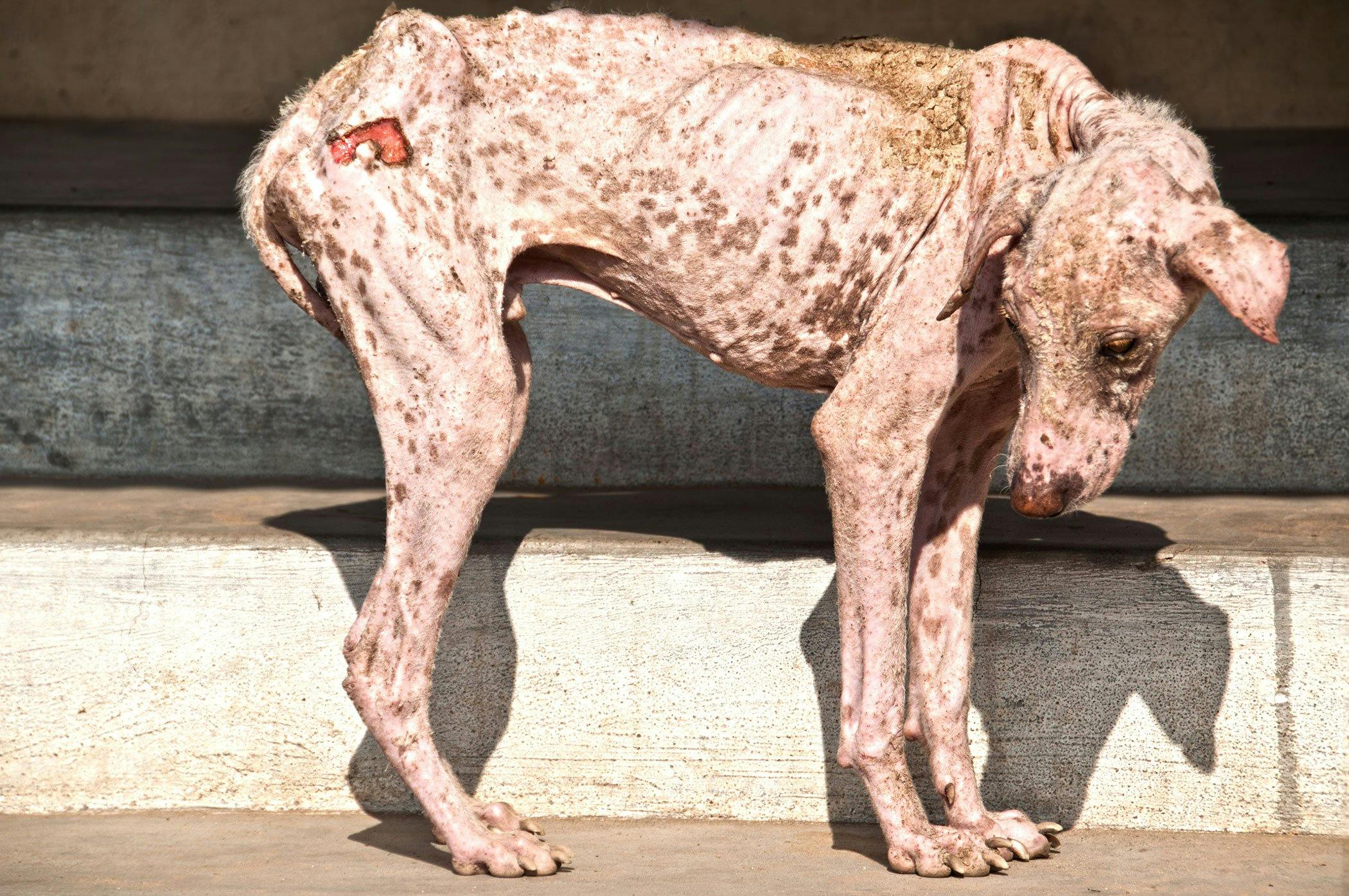 Treatment For Mange In Dogs