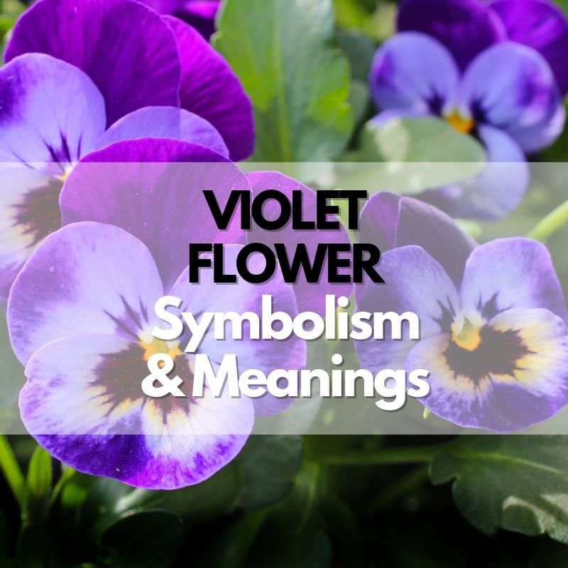 Violet Flower Symbolism Meanings And History Symbol Genie