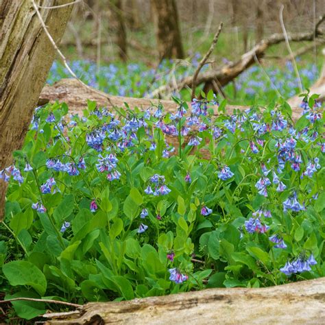 Virginia Bluebells Mertensia - Bell Museum Digital