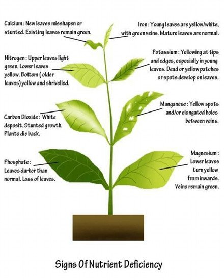 Visual Diagnosis Of Nutrient Deficiency Smart Fertilizer In 2021 Plant Nutrients Plants