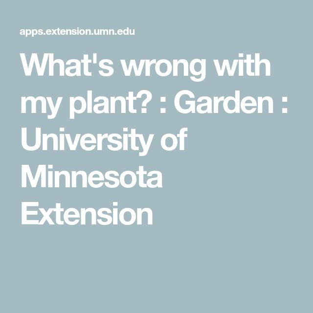 What Amp 39 S Wrong With My Plant Garden University Of Minnesota Extension