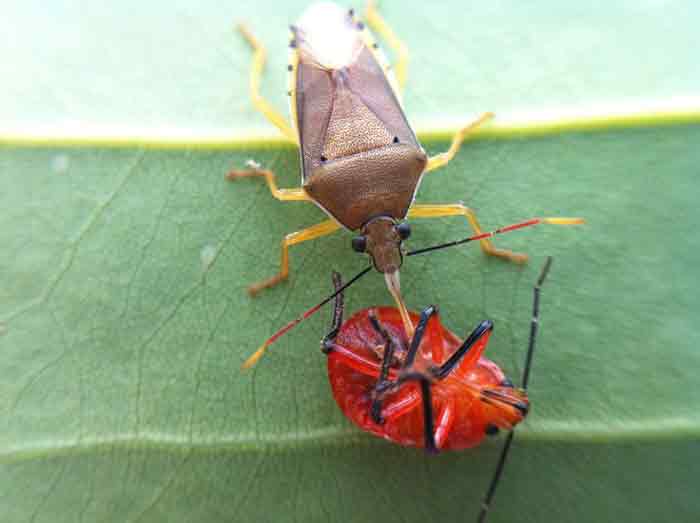 What Do Stink Bugs Eat Facts On The Brown Marmorated Diet