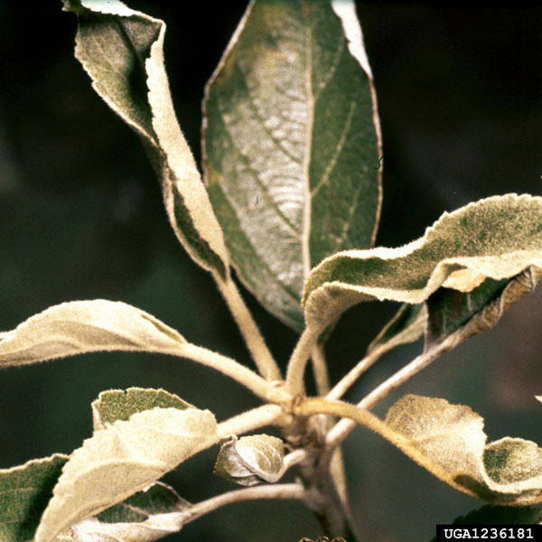 Why Garden Diagnose Plant Fruit Apple Flowersblack Matters More Than Ever